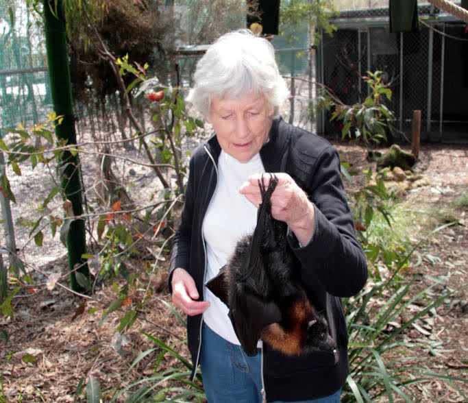 Marjorie Beck flying-fox advocate