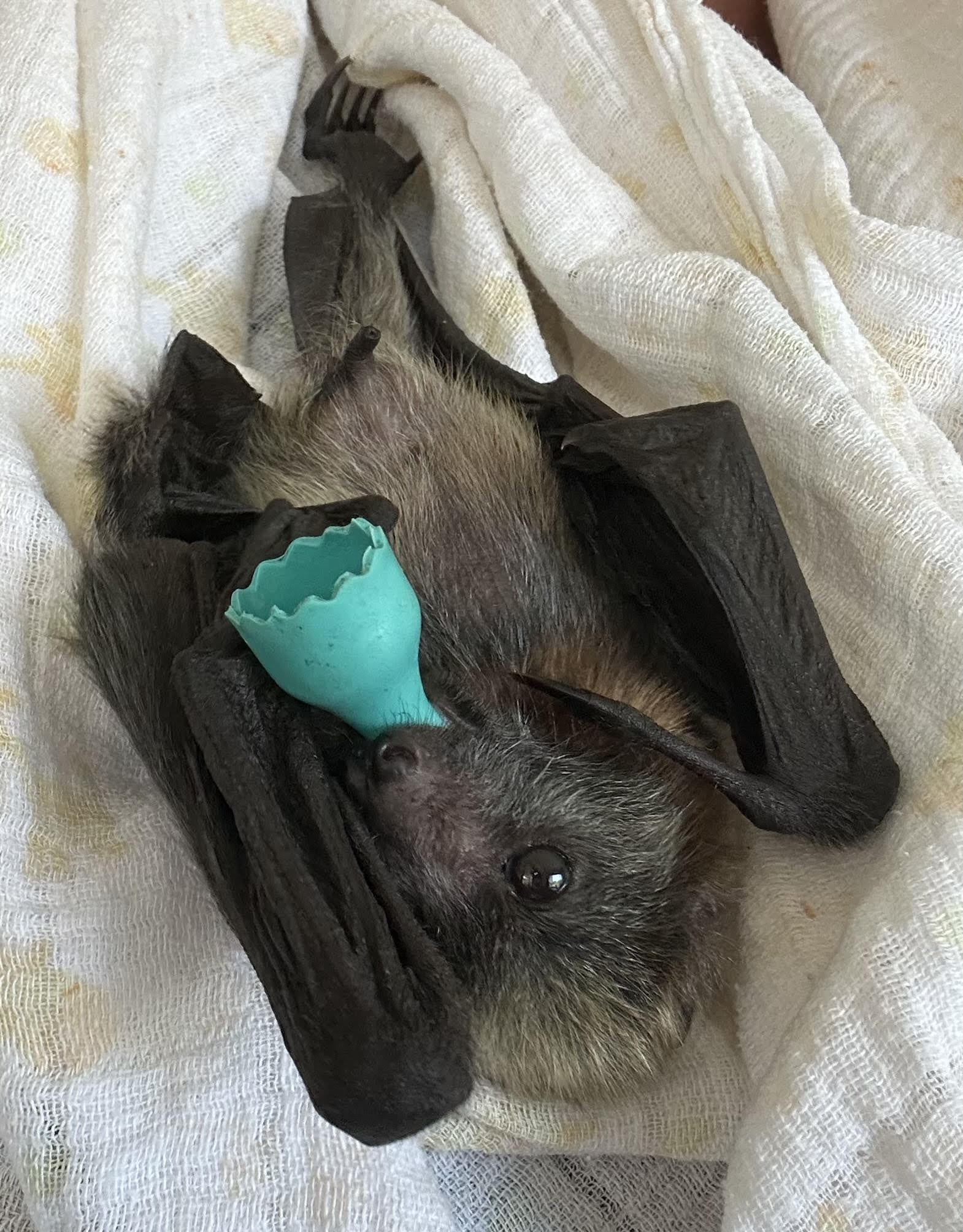 Flying-fox pup in care