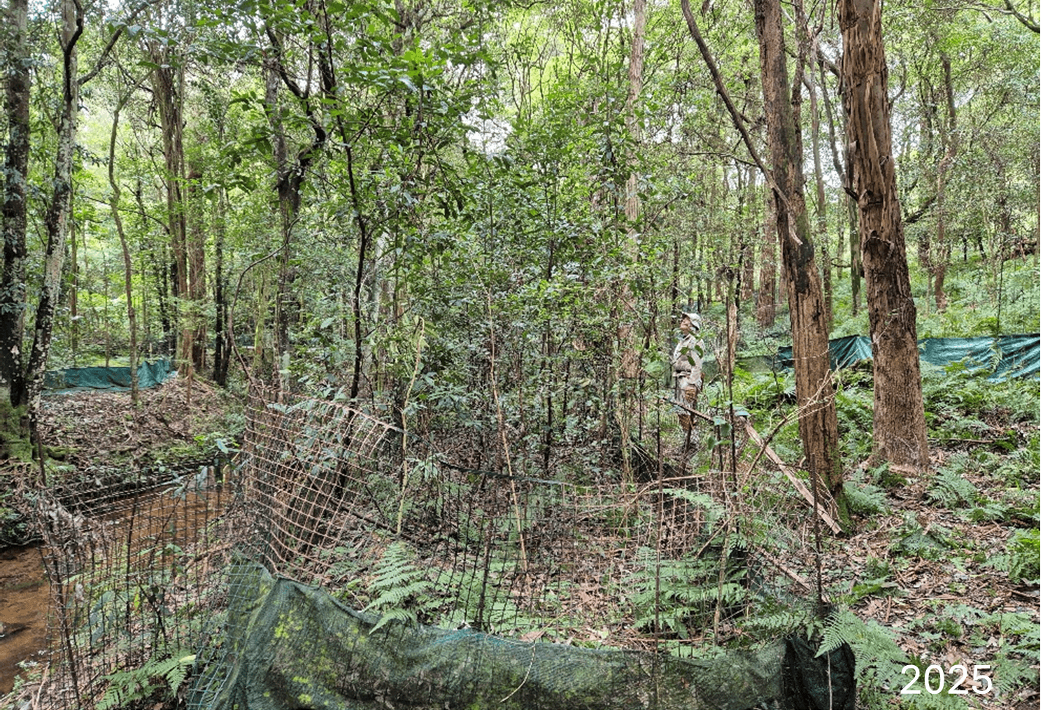 Habitat restoration at Ku-ring-gai Flying-fox Reserve