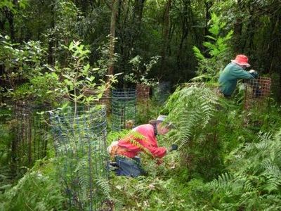 Volunteers installing green mesh wallaby-exclusion guards around young plants