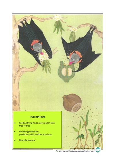 Pollination poster: illustration of grey-headed flying-foxes feeding on eucalypt blossom and carrying pollen between trees