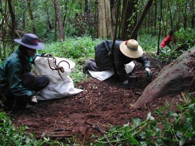 Volunteers kneeling to dig madeira vine tubers out of the soil