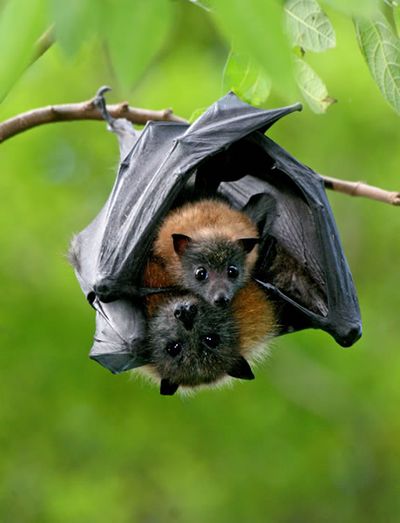 Grey-headed flying-fox mother and baby.