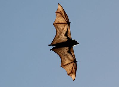 Flying-fox airborne.