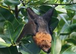 BAT CLOSE-UP