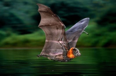 Grey-headed flying-fox prepares to skim the water surface.