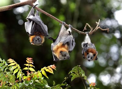 Flying-foxes roosting.