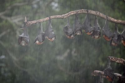 Grey-headed flying-fox roosting in heavy rain.