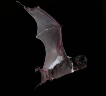 White-striped freetail bat