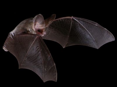 Lesser long-eared bat wings enfolding