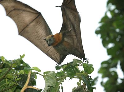 Flying-fox landing.