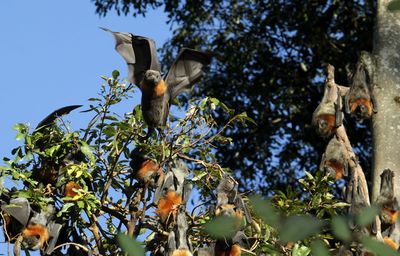 Grey-headed flying-fox prepare to leave camp.