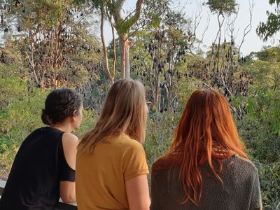 Three people looking out over a large flying-fox camp roosting in the trees at dusk