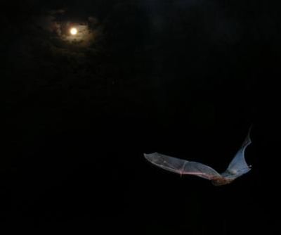 Goulds wattled bat