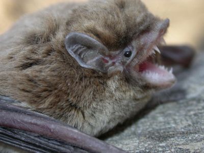 Chocolate wattled bat.