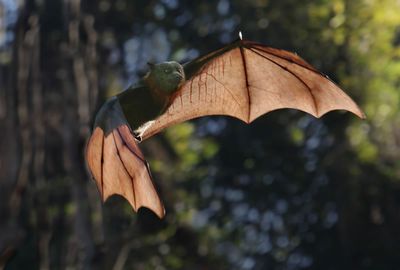 Flying-fox flight.