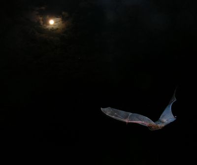 Goulds wattled bat in moonlight