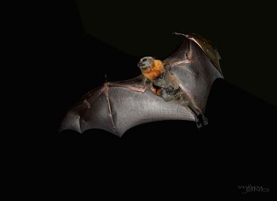 Mother and baby airborne.
