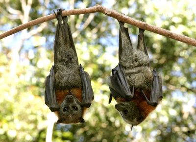 Bat chat.