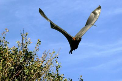 Flying-fox in flight.