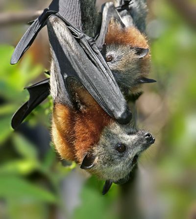Grey-headed flying-fox suckles her pup.