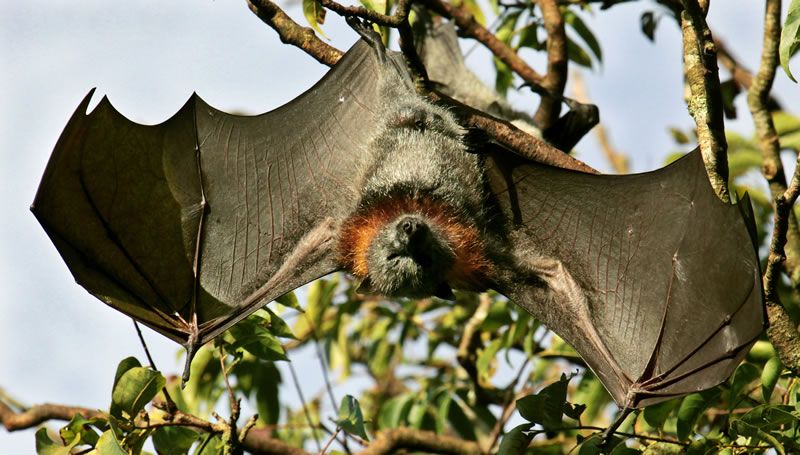 A grey-headed flying-fox stretching its wings in the sun in the reserve