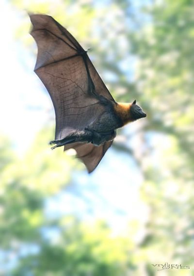 Grey-headed flying-fox carries her pup.