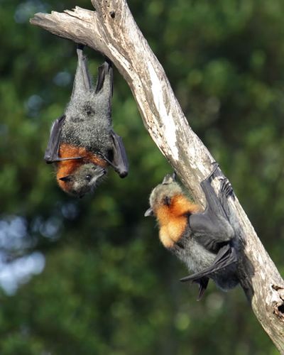 Flying-fox climbs a tree branch.