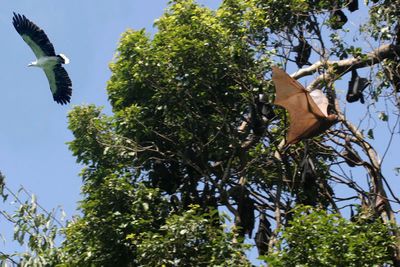 Sea eagle passes flying-fox camp.