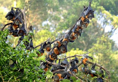 Grey-headed flying-fox - crowded roost.