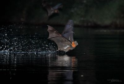 grey-headed flying-fox skims the water surface.