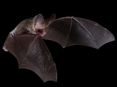 Lesser long-eared bat wings enfolding