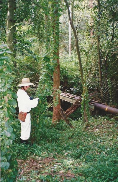 A volunteer treating Madeira vine at the sewer pipe crossing over Stoney Creek, 1998