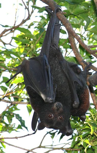 Black flying-fox mother with baby.