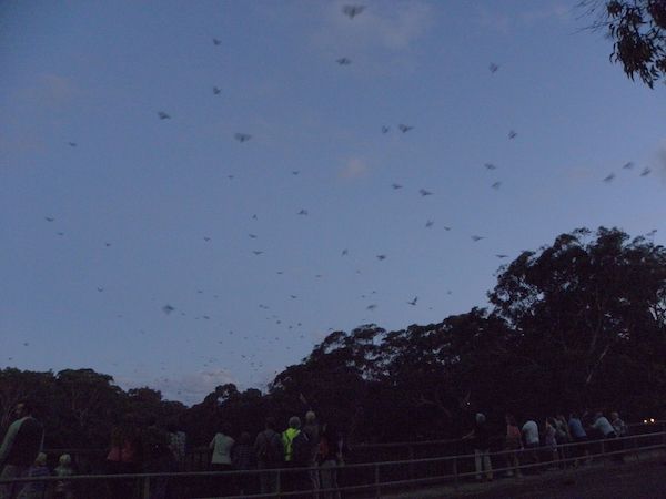 sydneybats.org.au 
