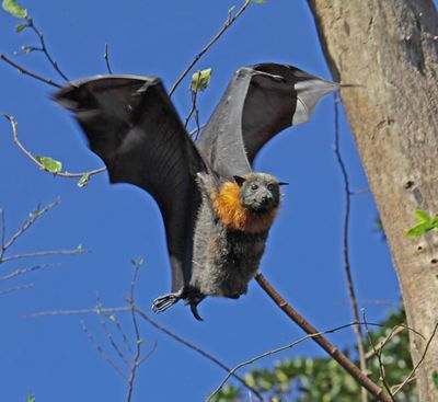 Flying-fox in flight.
