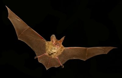 Goulds long-eared bat