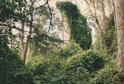 Dense weed and vine infestation smothering trees in the reserve in 1987, before restoration began
