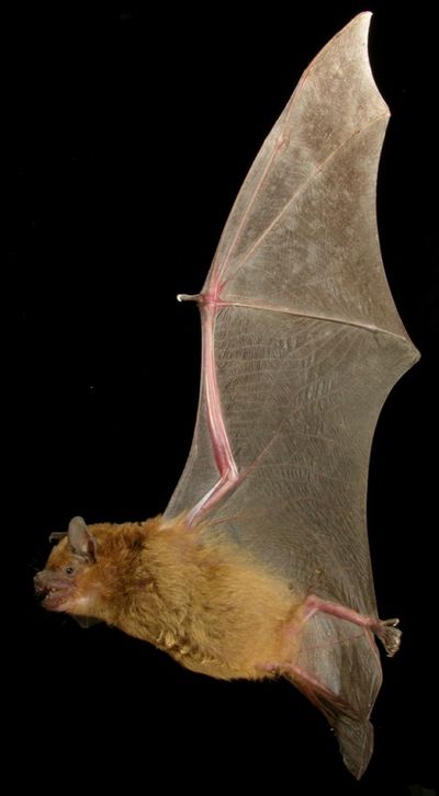 Greater broad-nosed bat