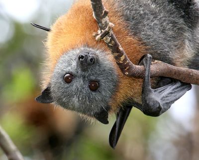 Grey-headed flying-fox male close-up view.
