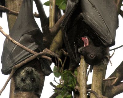 Black flying-fox.