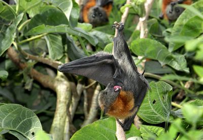 Grey-headed flying-fox ablutions.