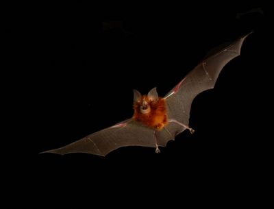 Eastern Horseshoe bat