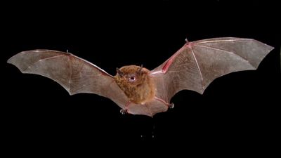 Greater broad-nosed bat front view
