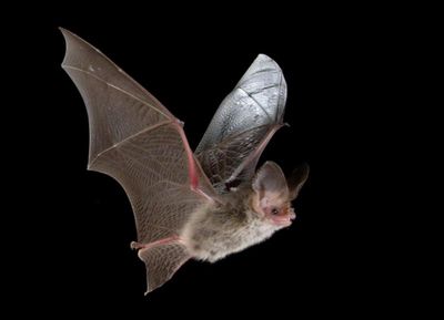 Lesser long-eared bat
