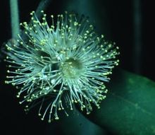 Turpentine_flower_DW_compressed.jpg