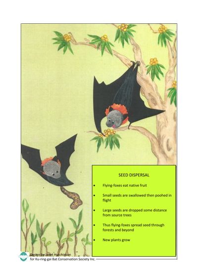 Seed dispersal poster: illustration of grey-headed flying-foxes eating native fruit and dispersing seed in flight