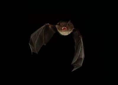Large-footed myotis fishing bat