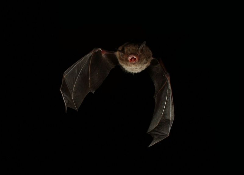 A large-footed myotis head-on with its mouth open mid-echolocation call