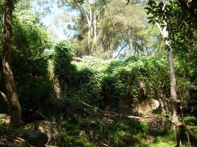 Morning glory spreading from a private garden into the reserve